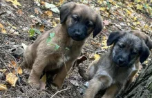 Porzuciła szczeniaki w lesie na śmierć. Zdjęcie chwyta za serce