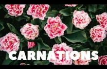 "The Beauty and Meaning of Plant Carnations"