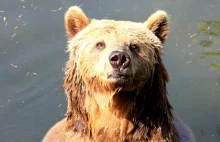 Niedźwiedź gonił turystów. Kobieta nie żyje