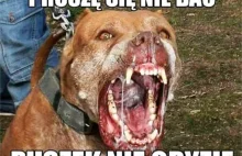 Mamy to! Będzie propozycja zmian w prawie mająca ukrócić psiarską patologię!