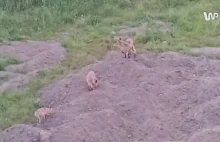 Oto, co się dzieje na gdańskim osiedlu. Strach wychodzić z domu