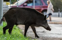 Dzik wyskoczył na drogę, kierowca dachował. Przełomowy wyrok sądu