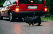 Kampania społeczna: Nie porzucaj, też mam uczucia!