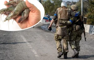 Innowacyjne opatrunki z krewetkami ratują życie żołnierzy na Ukrainie