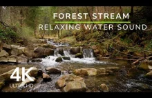 Forest Stream in Spring - Relaxing Water Sound | 4K ASMR