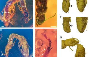 "Skamieniałe zachowanie": termity uwięzione w tandemie