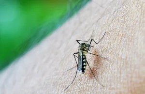 Badacze z UJ opisali degradowalny polimer, który inaktywuje wirus Zika