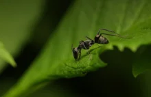 Podstęp i manipulacja. Wyrafinowana walka o władzę w świecie mrówek