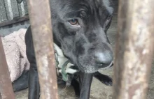 Co się dzieje w Polsce z agresywnymi psami? Wolontariusze szukają im domów