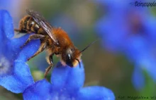 Murarka ostrożeniówka - jedna z dzikich pszczół żyjących w Polsce