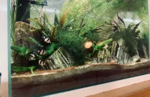 Ostrożnie dla początkujących akwarystów