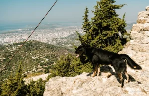 Wyjazd z psem do Albanii - co trzeba wiedzieć i jakie mieć dokumenty?