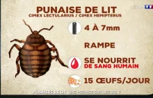 Pandemia Pluskiew we Francji. Może rozpowszechnić się do innych.Punaises de lit