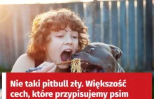 Newsweek próbuje wmówić ludziom, ze pitbull to przytulanka, a gorsze są male psy