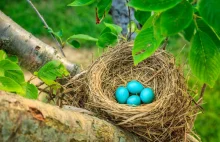 Te jaja naszych ptaków to oszałamiające pisanki. Są tuż obok nas