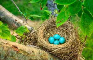 Te jaja naszych ptaków to oszałamiające pisanki. Są tuż obok nas