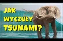 Czy zwierzęta potrafią wyczuć katastrofy?