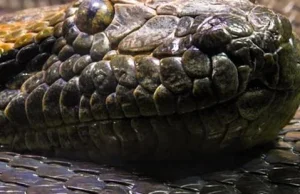 W Amazonii odkryto największą anakondę na świecie!