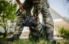 Psy służące w armii będą mogły uzyskać stopnie wojskowe. Nowy przepis:)