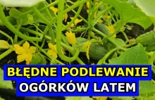 Błędne podlewanie ogórków latem powoduje gorzkość, a nawet choroby