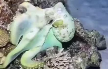 Ośmiornica to taki podwodny kameleon