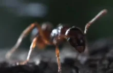 Strzel bombardier zabija mrówkę za pomocą żrącej cieczy