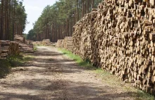 Drewno z Białorusi omija sankcje