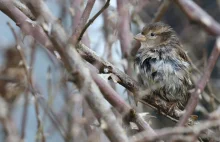Wróbel zdobywca ośmiotysięczników