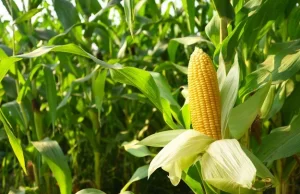 Zielone światło od KE na wsparcie producentów kukurydzy. Chodzi o miliard złotyc