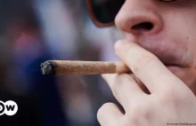Niemcy legalizują marihuanę na własny użytek