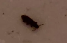 Robaczki w szafie w kuchni