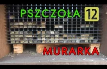 Pszczoły murarki sezon II 2022/2023