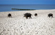 Szok na plaży w Karwi. Dzik poturbował ludzi