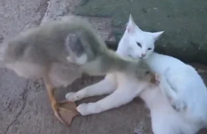 Pojedynek kaczki z kotem