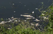 Sprawca śnięcia ryb w Białej Głuchołaskiej ustalony