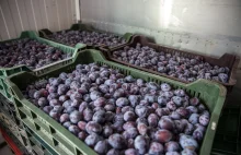 Kto stoi za zamówieniem i nie odebraniem 11 ton śliwek od rolnika?