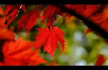 Jesienna Muzyka Relaksacyjna Na Głęboki Sen