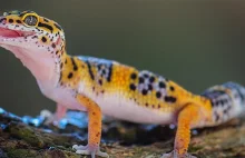 Unia Europejska uderzy w terrarystykę - Trzy lata na pozbycie się zwierząt