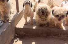 34 psiaki Shitzu uratowane z zaniedbanej hodowli