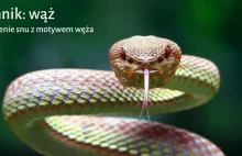 Sennik wąż Jakie są możliwe znaczenia snów z motywem węża?