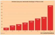 Cudzoziemki rodzą w Polsce coraz więcej dzieci. Wojna w Ukrainie ma na to wpływ