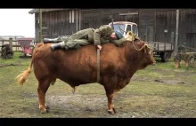 Zasnął na byku. Polski rolnik pokazuje sztuczkę