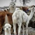 Alpaki z poderżniętymi gardłami na Kujawach