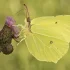 Latolistek cytrynek - najpospolitszy i najbardziej długowieczny krajowy motyl