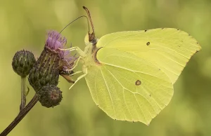 Latolistek cytrynek - najpospolitszy i najbardziej długowieczny krajowy motyl