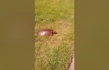Najszybysz żółw świata