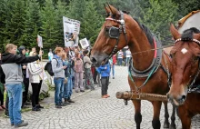 433 konie z Morskiego Oka zabite w rzeźni.