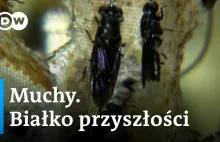 Muchy. Pasza przyszłości