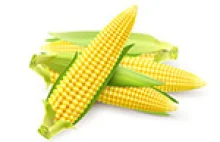 Wyniki badań kukurydzy z Ukrainy => mykotoksyny i zapach stęchlizny