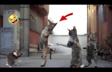 Can You Watch These Funny Animal Videos Without Laughing? ????